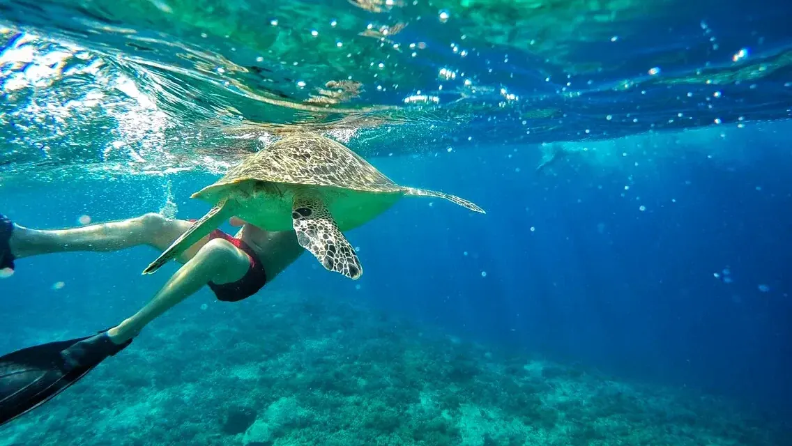 Swimmer gliding alongside a green sea turtle in the clear water of Gili Trawangan