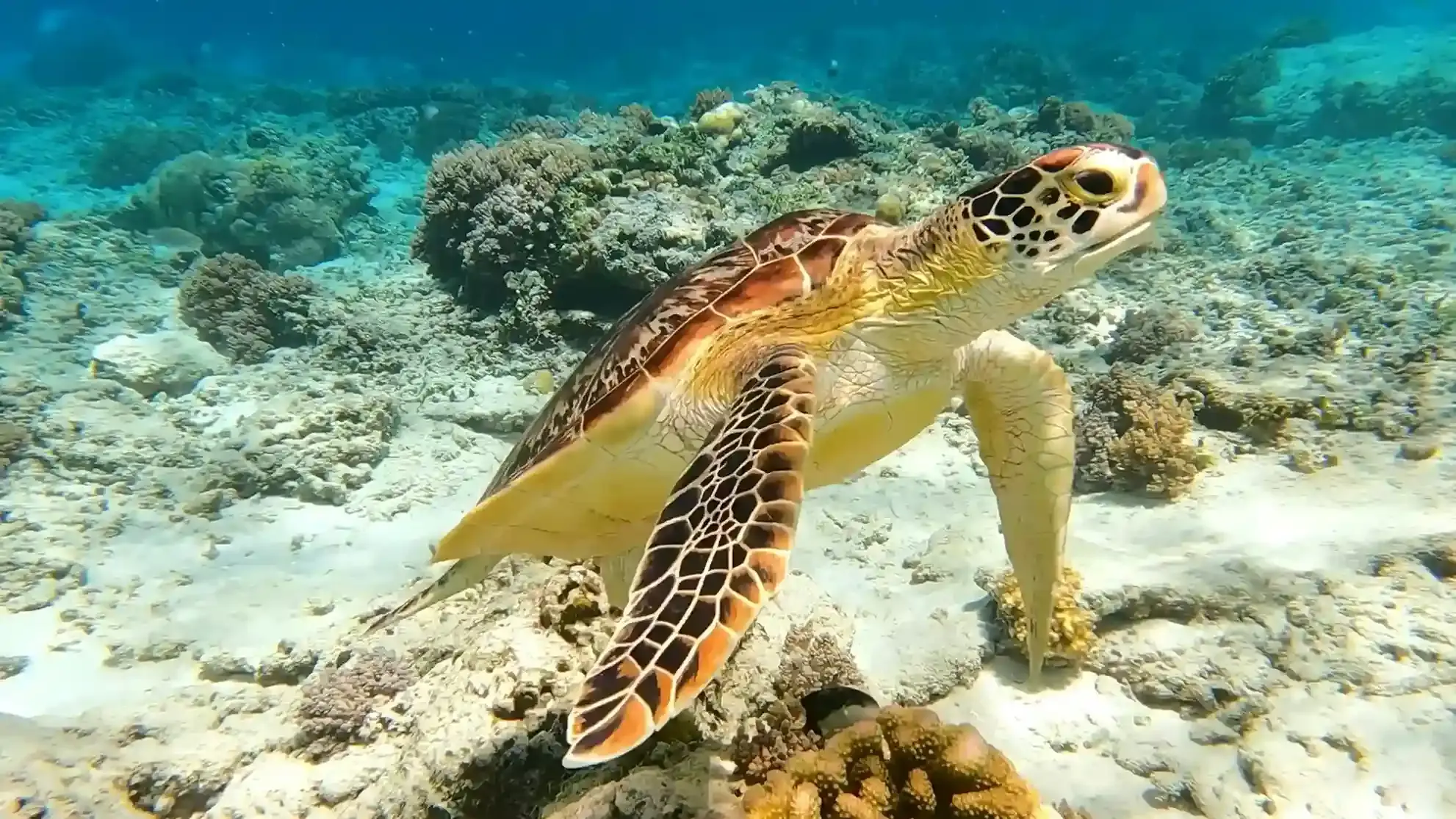 Green sea turtle resting on a coral reef